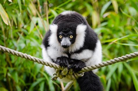 Free Images Nature Wildlife Zoo Mammal Fauna Primate Gibbon