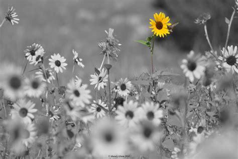 Black and white flower photographic prints are also available for those who want something a little more classic. Flower Photography Sunflower Photography Black and White
