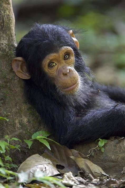 1000 Images About Ellie Mae Wanna Be On Pinterest Baby Chimpanzee