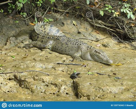Crocodile In The Swamp Stock Photo Image Of Animal 125716342