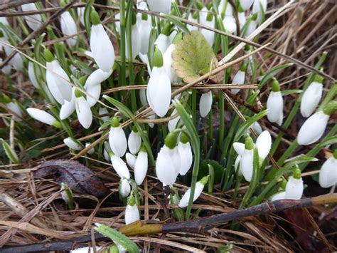Snowdrops On The Lane Verge Near Jeremy Bolwell Cc By Sa 2 0