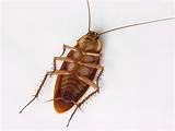 Pictures of What Is The Best Cockroach Killer