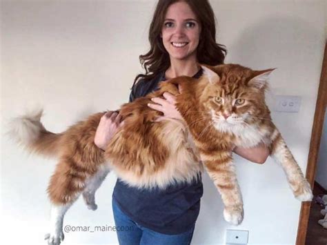 11 largest maine coon cats in 2023