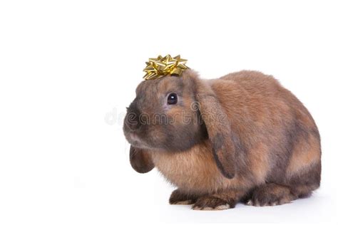Brown Lop Eared Dwarf Rabbit Stock Image Image 17866465