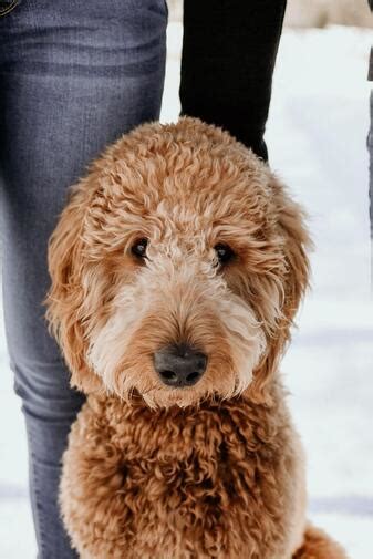If you are unable to find your irish doodle puppy in our puppy for sale or dog for sale sections, please consider looking thru thousands of irish doodle dogs for adoption. Puppy Updates - Irish Doodle & Goldendoodle Puppies For ...