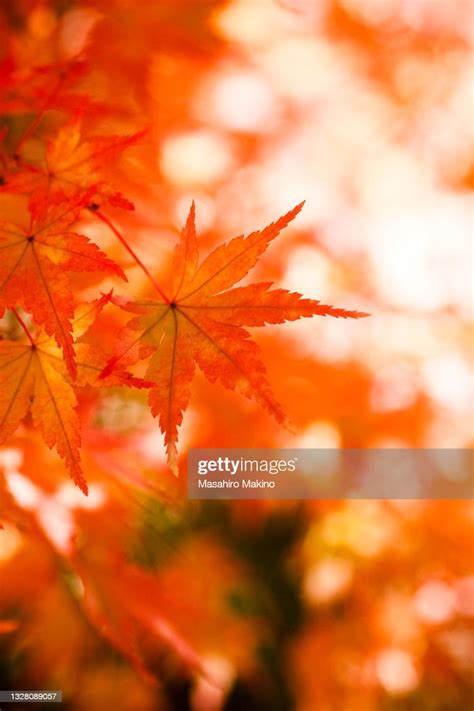 Red Japanese Maple Leaves High Res Stock Photo Getty Images