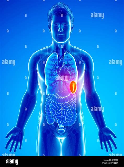 Human Spleen Illustration Stock Photo Alamy