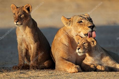 Lioness With Cubs Stock Photo By ©ecopic 19359033