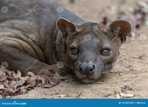 The Detail Of Fossa Cryptoprocta Ferox Unique Endemic Species Stock