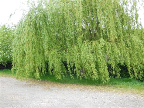 Golden Weeping Willow Tree Salix Chrysocoma Tree Nursery Uk