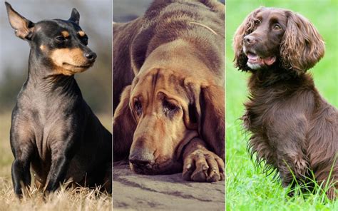 They were very sad when it ended, and they definitely want to do it again next year. The top 10 disappearing dog breeds
