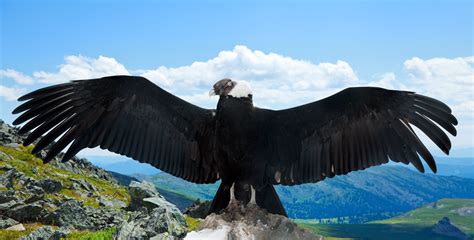 Andean Condor Bird Wild Unique Rare Bird