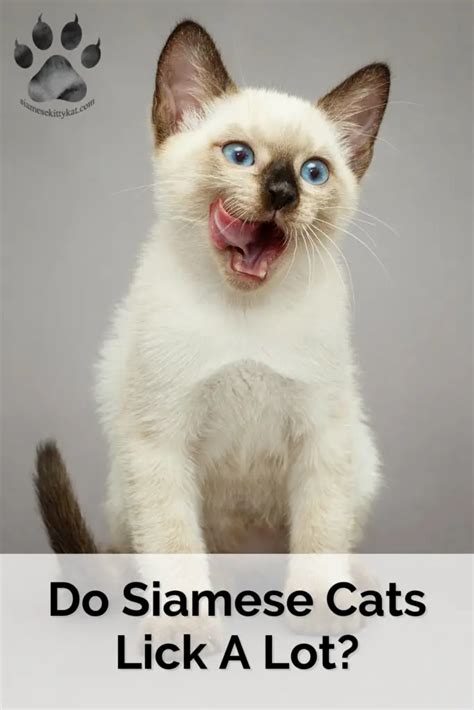 Do Siamese Cats Lick A Lot An Insightful Guide
