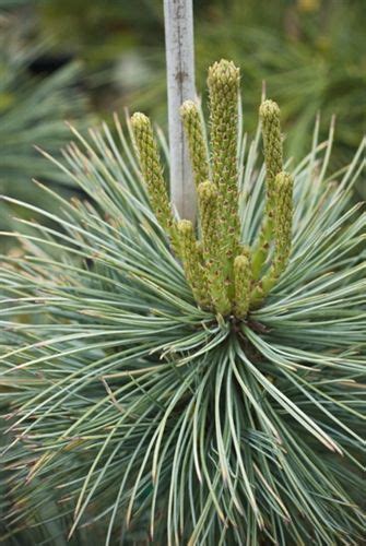 Pinus Flexilis Cesarini Blue Limber Pine Conifers Blue Plants