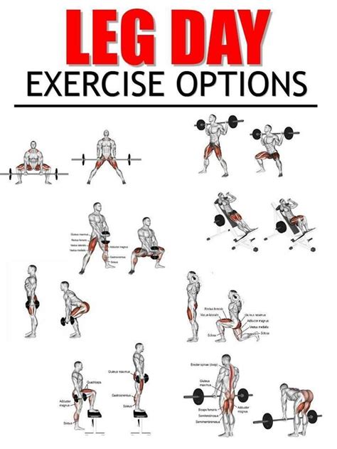 Top 9 Best Leg Exercises For You To Build Size Free Gym And Fitness Workouts Leg Workouts For