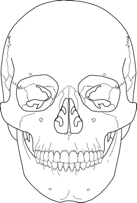 Skull Outline Drawing At Getdrawings Free Download