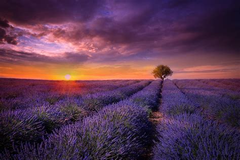 Lavender Sunset Field Wallpaper Nature Photography Scenery