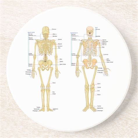 Human Skeleton Labeled Anatomy Chart Drink Coaster Zazzle In 2022