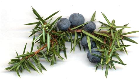 Juniper Tree Selecting And Growing Guide For Using The Berries