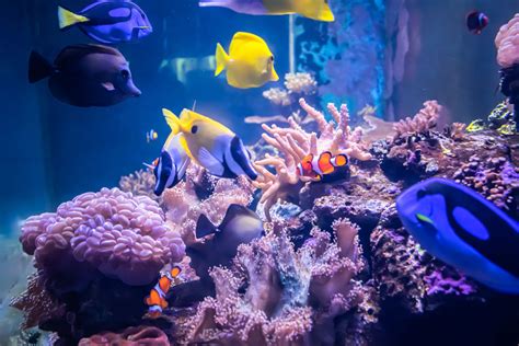 Top 10 Saltwater Aquarium Myths