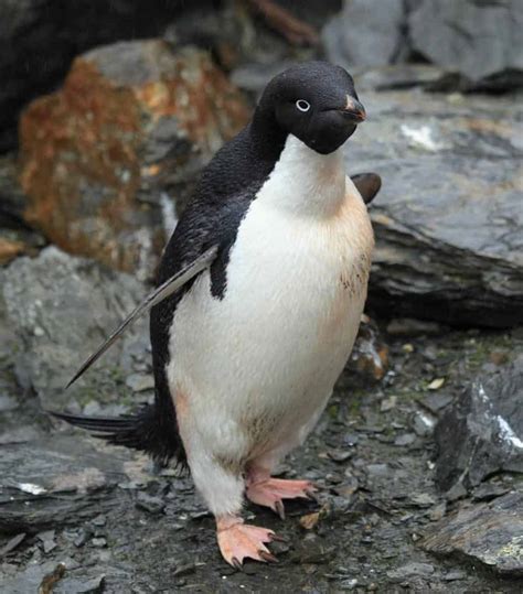 Adelie Penguin Bird Facts Pygoscelis Adeliae Az Animals