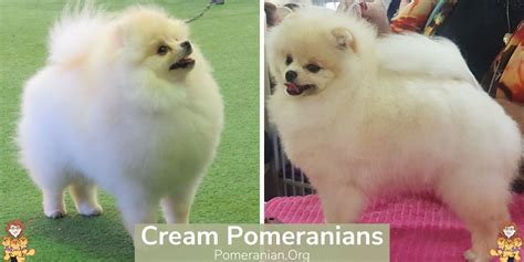 Complete List Of All Pomeranian Colors Photos And Details