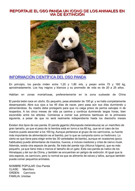 Informacion Sobre La Extincion Del Oso Panda El Sobre Importante