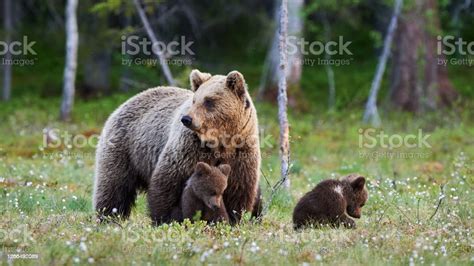 Mother Bear And Her Three Little Puppies Stock Photo Download Image
