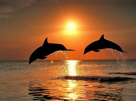 70 Bottlenose Dolphin Backgrounds Hd Download Free Wallpapers