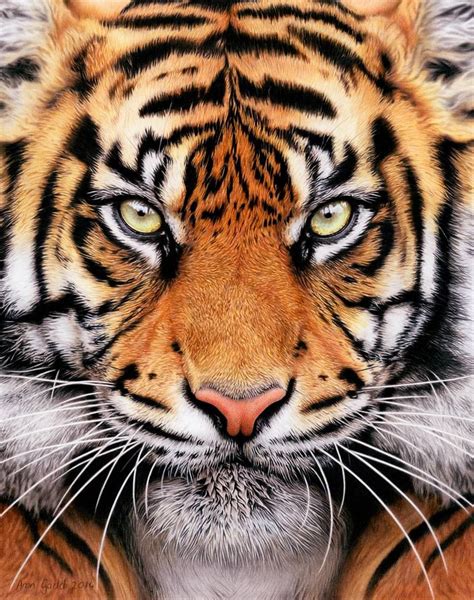 Tiger Face Art Print Imagens De Animais Selvagens Rosto De Tigre