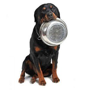 They will chew it more actively, may take longer to eat and will certainly require more water. Canned Food vs. Dry Food For Your Dog | RottweilerHQ.com