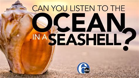 Can You Listen To The Ocean In A Seashell 6abc Discovery Youtube