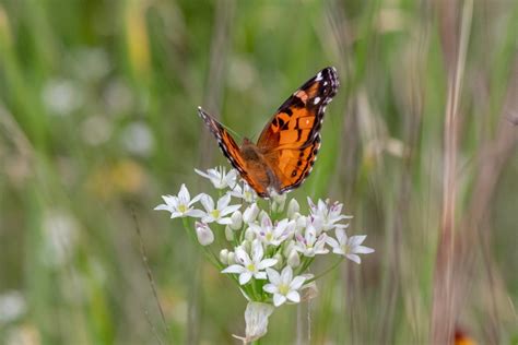 A Butterfly On A Wildflower Brettdays Album Wildlife And