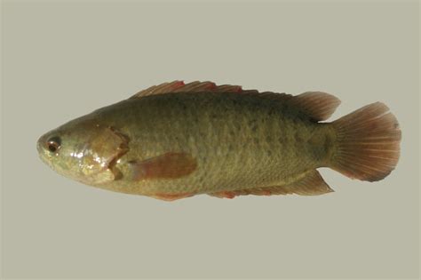 Ikan Betik Taksonomi Morfologi Habitat Populasi Dan Budidaya Hot Sex