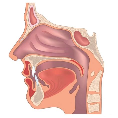 Ear Nose And Throat Connection Diagram