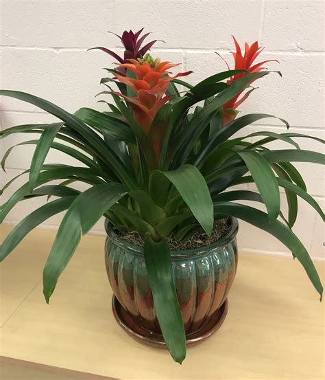 Tropical House Plants In Lawrenceburg In Artistic Floral