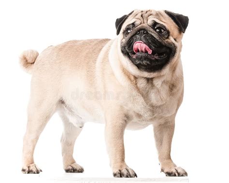 Pug The Dog Stands On Four Legs And Looks Very Funny Stock Photo