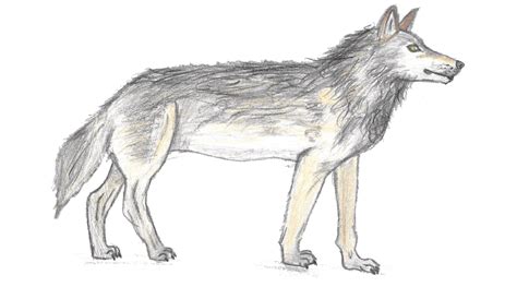 Wolf And Dog Evolution — Missionwolf