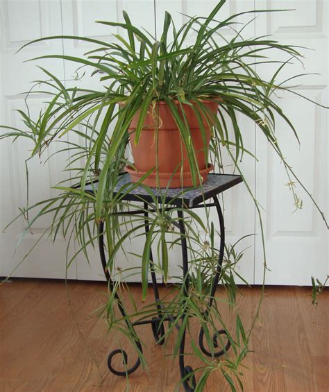 Or Hanging Spider Plant Removing Carbon Monoxide Formaldahyde Bright Indirect Light And Lots
