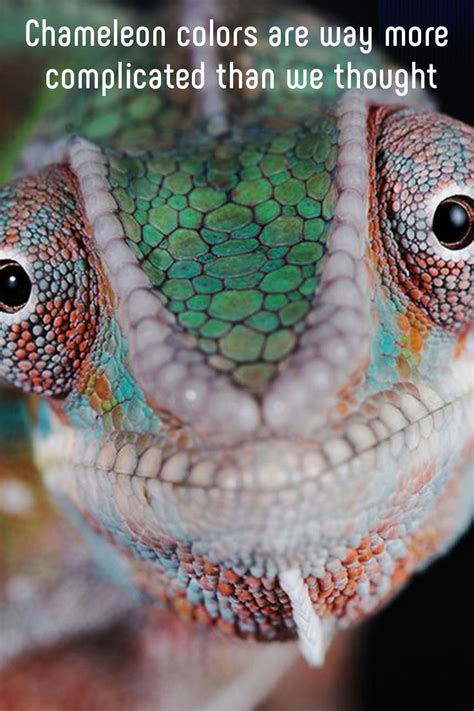 Chameleon Colors Are Way More Complicated Than We Thought