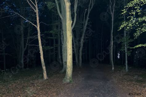 Dark Forest At Night Stock Photo Crushpixel