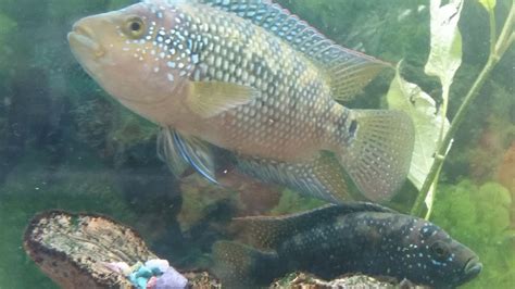 Odds are they'll handle any accidental mistakes you might make (this isn't permission, by the way). Jack Dempsey cichlid breeding - YouTube