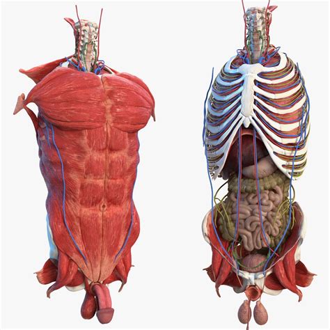 Male Upper Torso Anatomy Male Upper Torso Anatomy Diagram Of Upper