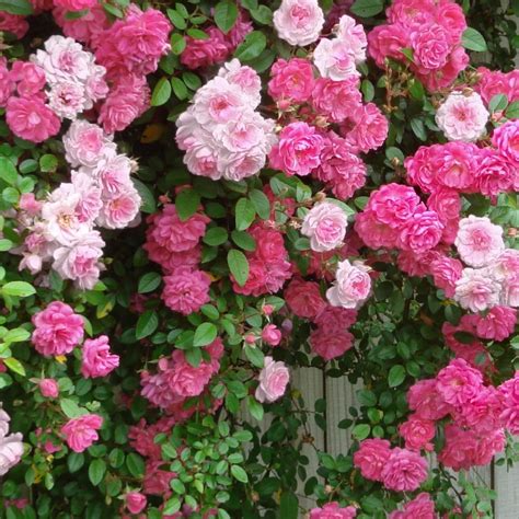 Cottage Farms Direct Climbing Roses 2 N 1 New Dawn And Pinkie