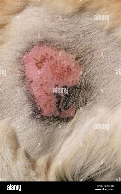Skin Disease Of Golden Retriever Dog Stock Photo Alamy