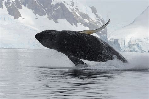 Living On Earth International Court Saves Whales