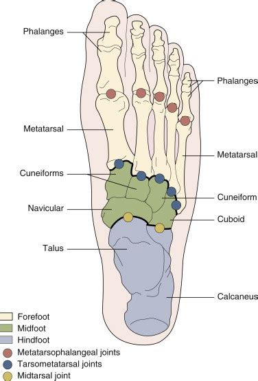 The Ankle And Foot Musculoskeletal Key