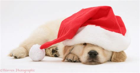 Dog Yellow Labrador Retriever Pup In A Santa Hat Photo Wp10362