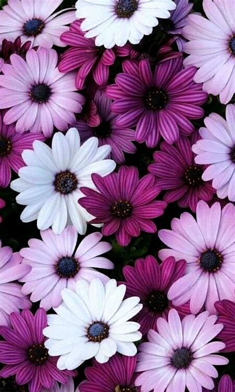 Pin By Veronica Limachi On Fondos Lindos Flower Iphone Wallpaper