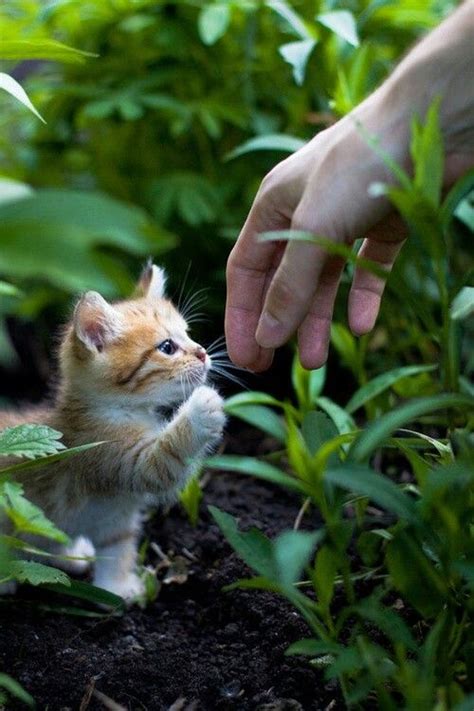 A Helping Paw Cute Animals Kittens Cutest Pets